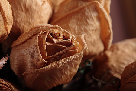 干玫瑰花瓣庆典异国死亡植物群情调植物念日草本植物香气图片