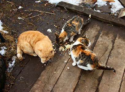 猫食宠物庭院街道收费食物图片