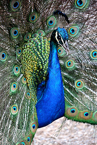 孔雀显示热带动物羽毛传播眼睛绿色野生动物男性情调尾巴图片