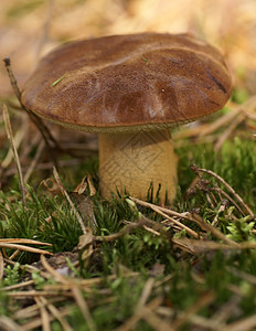 奶粉蘑菇苔藓木头棕色森林图片