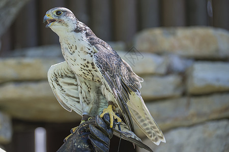 鸟类的猎物falconizes自由野生动物荒野力量动物猎人翅膀吉祥物捕食者海棠图片