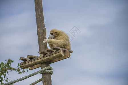 毛毛猴子金色动物野生动物俘虏濒危黑猩猩白色灵长类哺乳动物生活图片