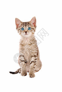 可爱的蓝眼小猫救援眼睛尾巴猫科婴儿猫咪虎斑爪子蓝色白色图片