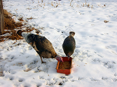 两只火鸡农业野生动物场景男性感恩羽毛农场家畜动物农村图片