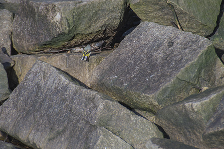 灰色卷尾 莫塔西利亚居住翅膀观鸟鸣禽眼睛野生动物羽毛环境岩石动物群图片