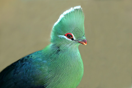 克尼斯纳 Loerie 或 Turaco 鸟荒野动物绿色羽毛野生动物动物群白色鸟类红色眼睛图片