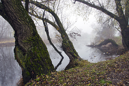 带树和薄雾的河流风景图片