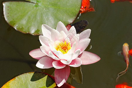 粉红水百合季节池塘睡莲花园植物群环境花朵金鱼花瓣叶子图片