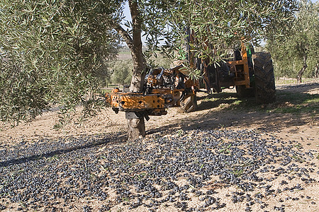 西班牙Jaen的橄榄收藏男人树木种植园经济栽培振动机农民农作物工作收成图片