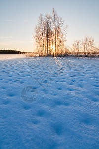 冰冻的雪湖和日出在树后图片