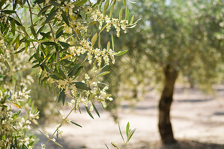 西班牙橄榄树花 西班牙树干木头绿色植物枝条叶子图片