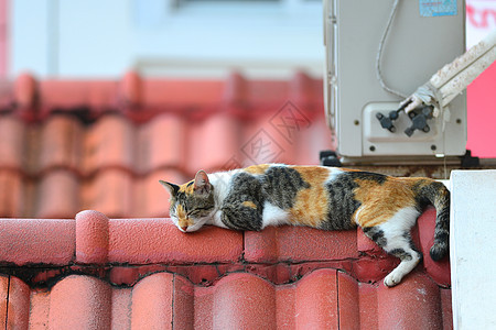 猫咪睡觉宠物睡眠猫科动物哺乳动物图片