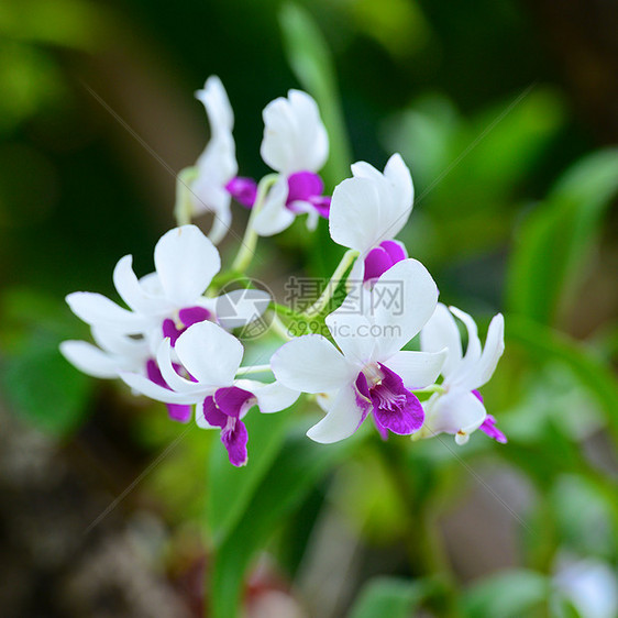 兰花植物粉色热带白色花卉图片