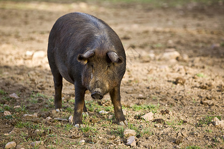 西班牙科尔多瓦市佩德罗切山谷的伊伯里猪绿色农场动物橡子猪肉橡木称谓牧场起源盘子图片