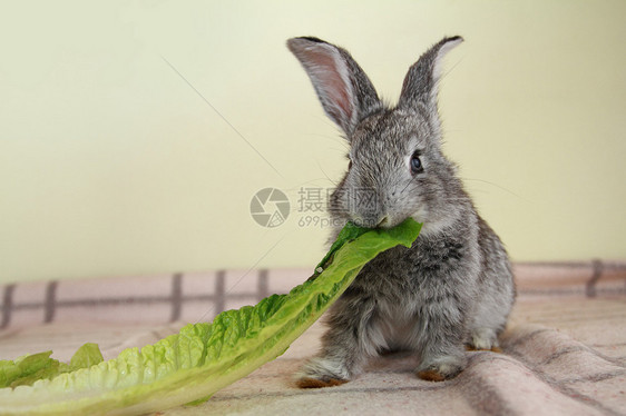 灰兔乐趣生菜沙拉耳朵哺乳动物动物农业毛皮宏观灰色图片