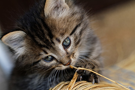 塔比小猫捕食者动物头发哺乳动物胡须猫咪荒野眼睛宠物毛皮图片