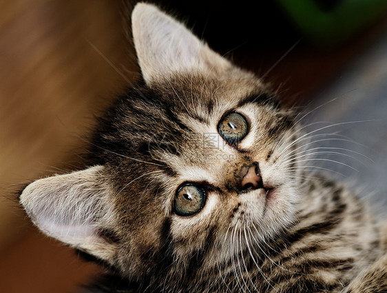 塔比小猫宠物猫科哺乳动物猫咪虎斑婴儿动物捕食者眼睛胡须图片