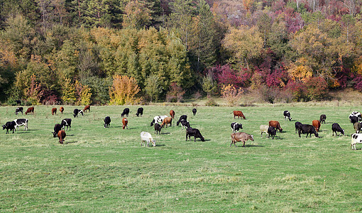 牛群在绿草地放牧农田农业天空土地哺乳动物喇叭草本植物农场牧场晴天图片