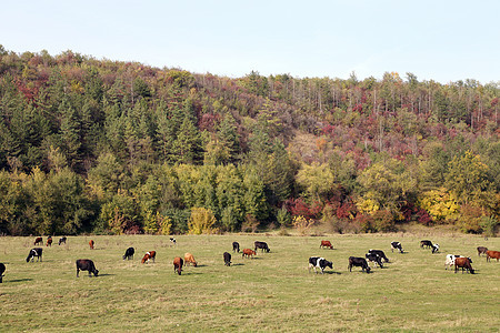 在草地放牧的牛群哺乳动物牧场蓝色动物农田农村牛奶团体土地草本植物图片