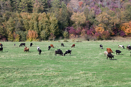 牛群在绿草地放牧天空牧场稻草农场牛奶场地团体家畜喇叭小牛图片