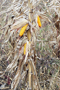 新鲜原生玉米鳕叶子营养农业丝绸玉米芯收成玉米金子生产食物图片