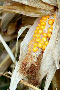 新鲜原生玉米鳕水果生产农场爆米花宏观收成玉米芯粮食膳食蔬菜图片
