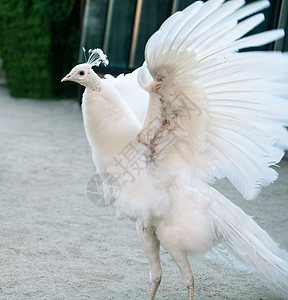 白孔雀哺乳动物白色个性环境花园宠物翅膀羽毛生活动物图片