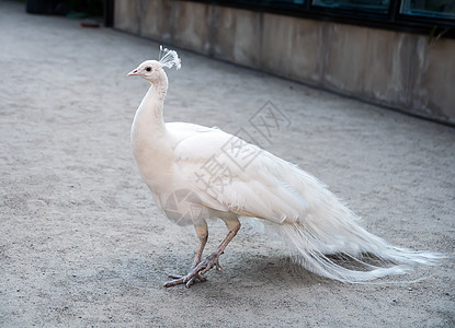 白孔雀生活环境野生动物白色动物脊椎动物贵族翅膀个性碎石图片