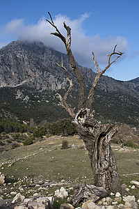 西班牙安达卢西亚州雅恩山南边的干枯树图片