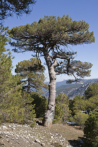 或 carrasqueo 从南亚到西亚欧洲的原始松树可以达到 15 米高和 7 米宽 卡索拉山脉 哈恩省 安达卢西亚 西班牙植物图片