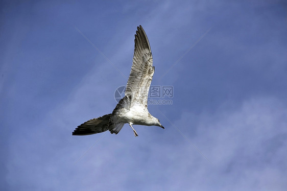 海鸥 在蓝天空中飞翔航班翼展自由空气动物蓝色太阳野生动物翅膀天空图片