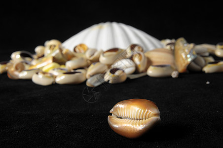 海壳壳海洋甲壳生活海鲜石灰石粉笔螺旋动物骨骼沉积物图片