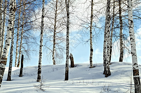 冬季森林中的Birch树图片
