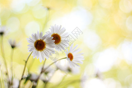 花朵草地季节花园种子场地草原阳光雏菊宏观花瓣图片