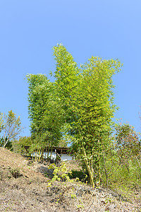 竹木林生长小路丛林叶子植物群森林热带公园生态植物图片