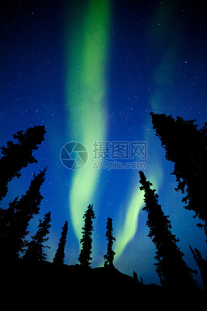 育空地区北极光星星北极星云杉夜空天空云杉树针叶树戏剧性天文北极光图片