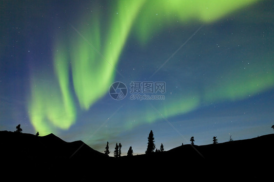 育空地区北极光星星针叶树戏剧性天文树木森林摄影云杉树云杉针叶林图片