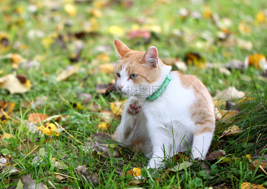 猫爪抓在草地上图片