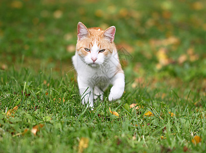 美丽的红猫的肖像猫科速度猫咪哺乳动物毛皮橙子婴儿花园荒野公园图片