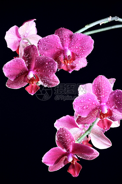 花盆中的兰花花瓣绿色黑色植物紫色活力叶子粉色美丽植物群图片