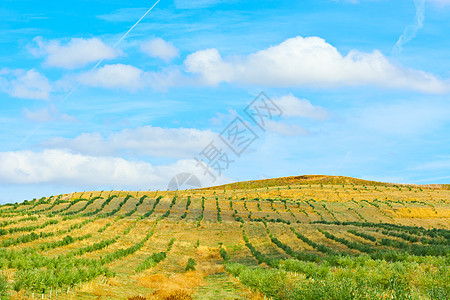 橄榄绿树林农村环境植物场地国家牧场农田曲线天空岩石图片