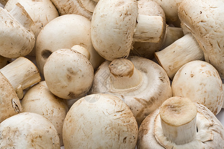 香农蘑菇营养烹饪食物白色蘑菇图片