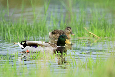 池塘上的马华达鸭子游泳荒野女性野生动物水禽公园账单鸟类男性羽毛图片
