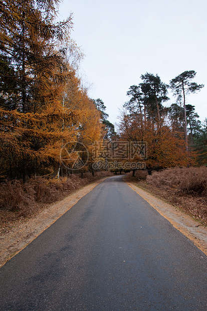 穿过森林的公路地球苔藓小路树木胜地植物群天空林地树干植物图片