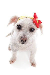 白狗穿带花装饰的bandana图片