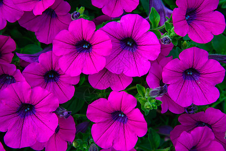 紫花朵紫色宏观晴天花园场地植物群幸福太阳花瓣植物图片