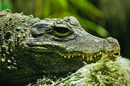 鳄鱼绿色动物园爬虫荒野捕食者危险皮肤两栖皮革猎人图片
