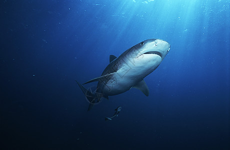 虎鲨水下观测野生动物动物海洋生物图片