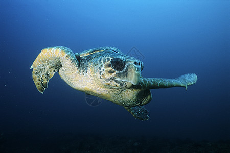 洛格海龟loggerhead 海龟漂浮海洋生物动物野生动物图片