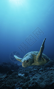 洛格海龟loggerhead 海龟漂浮野生动物动物海洋生物图片